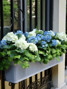 Fence Planter Box Ideas: Lush Hydrangea Flowers in a Black Wrought Iron Box Black Wrought Iron Fence, Wrought Iron Window, Rectangular Planter Box