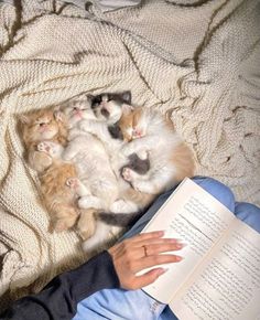 a woman is reading a book with four kittens laying on her back in the bed