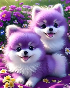 two purple pomeranian puppies sitting on a blanket with daisies in the foreground