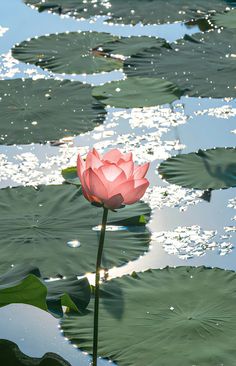 a pink flower sitting in the middle of lily pads