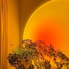 a potted plant sitting on top of a table in front of a yellow wall