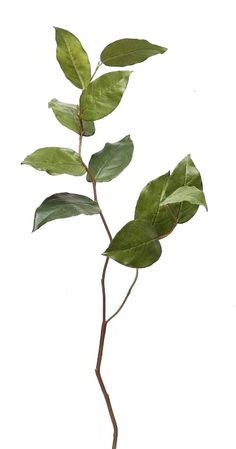 a plant with green leaves is shown on a white background and has long thin stems