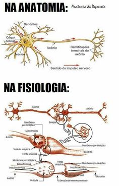 an image of nematia and its functions in the human body, with caption below