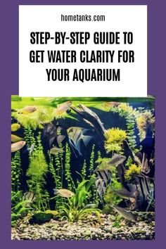 an aquarium with plants and fish in it, text reads step - by - step guide to get water clarify for your aquarium