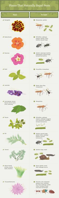 the different types of flowers and bugs in each language, with their names on them