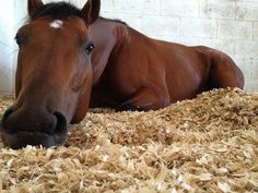 a brown horse laying on top of dry grass