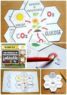 the process is to make an insect life cycle with pictures and instructions for each piece