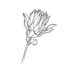 the outline of a flower on a white background