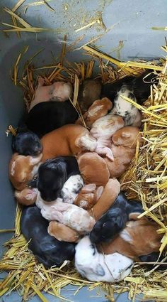 several puppies are huddled together in the hay