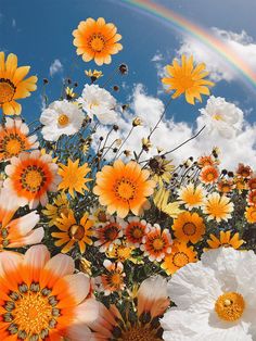 a bunch of flowers that are in front of a sky with a rainbow behind them