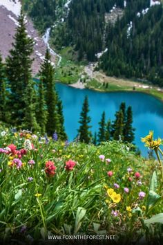 wildflowers in the foreground with a mountain lake in the background