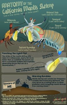 the anatomy of an animal's body and its functions info sheet with instructions on how to