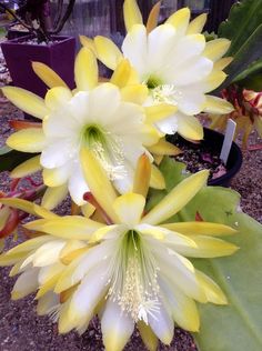 some yellow and white flowers in a pot