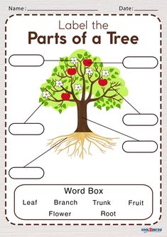 the parts of a tree worksheet for kids to learn how to use it