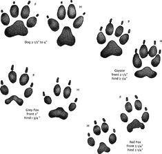 an animal's footprints are shown in black and white, with the names below them