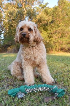 a small dog sitting in the grass next to a green shoelaced toy with trees in the background