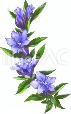 blue flowers with green leaves on a white background