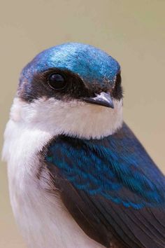 a blue and white bird sitting on top of a wooden table next to a wall