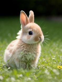 Fujifilm Xt3, Rabbit Black, Sketch Cartoon, Film Grain, Rabbit Wallpaper, Semi Realistic, Black Theme, Grass Flower, Fluffy Puppies