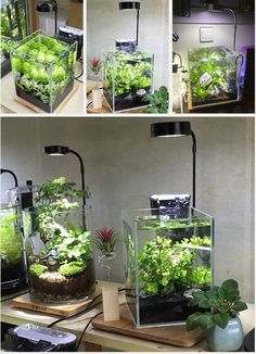 four different views of an aquarium with plants and other things in it, including the light on