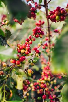 coffee beans are growing on the tree