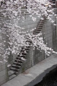 a tree with white flowers in front of a concrete wall and stairs leading up to it