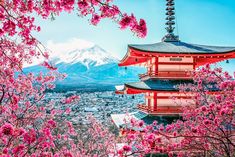 cherry blossoms blooming in front of a pagoda and mountain