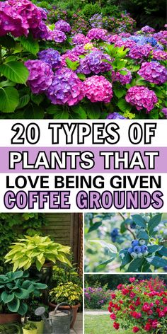 the top 20 types of plants that love being given coffee grounds in your yard or garden