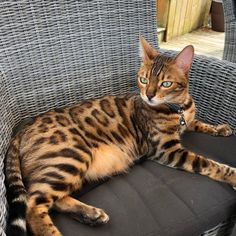 a cat laying on top of a wicker chair