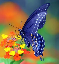 a blue butterfly sitting on top of a flower with a quote about the beauty of the butterfly, but rarely admits the changes it has gone through to achieve that beauty