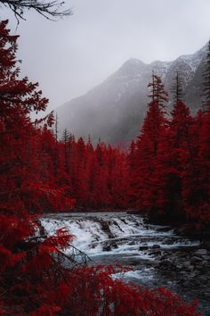 a river surrounded by red trees and snow covered mountains