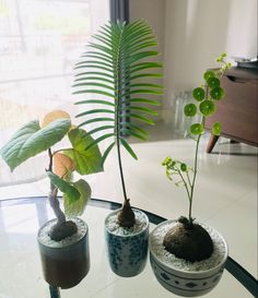 three small pots with plants in them on a glass table next to a large window