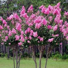 pink flowers are blooming on trees in the park