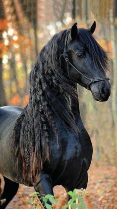 a black horse standing in the middle of a forest with leaves on it's ground