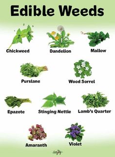 an image of edible weeds that are in different colors and sizes, with the names on them