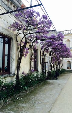 purple flowers growing on the side of an old building