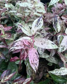 November is nearing its’ close and we’re showing off some of our winter favorites for our Plants of the Week: two of our foliage standouts and a berry! Even though the weather is turning cold and rainy, we still have plenty to offer this time of year ❄️ Cupressus ‘Wilma Goldcrest’, Leucothoe fontanesiana ‘Rainbow’, and Vaccinium vitis-idaea ‘Red Candy’