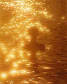 a duck floating on top of a body of water next to the shore at sunset