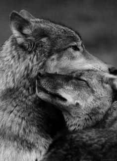 two wolfs with their heads touching each other