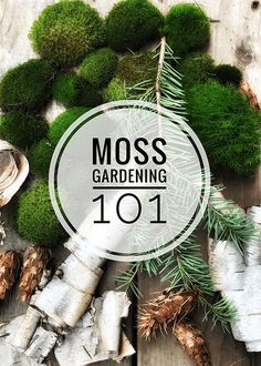 moss gardening 101 is on the table with pine cones, scissors and other things around it