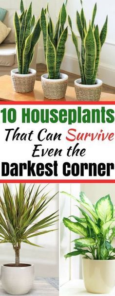 some houseplants that can survive even in the darkest corner, and are easy to care for