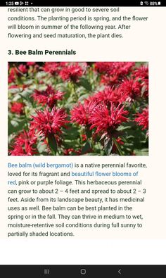 an image of red flowers with text on it that says bee balm perennials