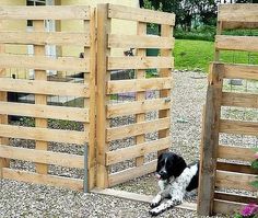 a black and white dog sitting in front of a wooden gate with flowers growing out of it