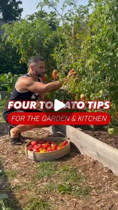 a man kneeling down to pick up tomatoes in his garden with the title four to tattoo tips for the garden and kitchen