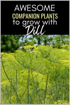 some plants that are in the grass with text overlay saying awesome companion plants to grow with dill