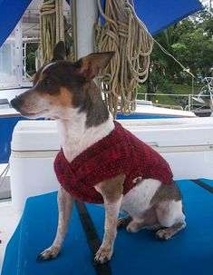 a small dog wearing a red sweater sitting on a blue mat in front of a boat