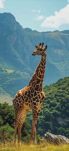 a giraffe standing on top of a lush green field next to a mountain