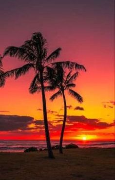 two palm trees are silhouetted against an orange and pink sunset on the ocean shore