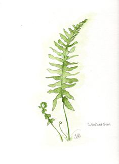 a watercolor painting of a fern leaf