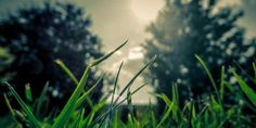 green grass with trees in the background and sun shining through clouds above it, on a cloudy day